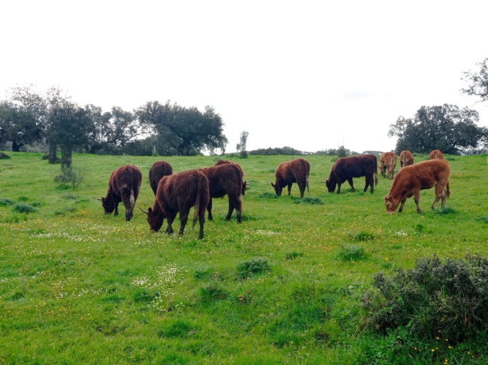 Ganaderia Hermanos Sayago Cordon 01