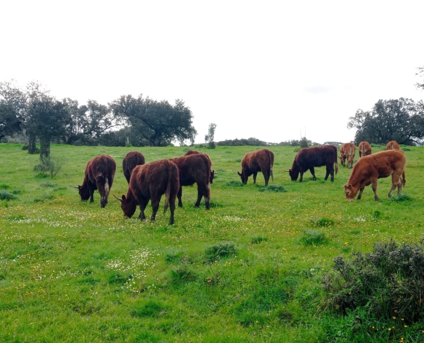 Ganaderia Hermanos Sayago Cordon 01