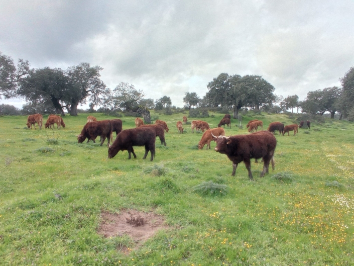 Ganaderia Hermanos Sayago Cordon 02