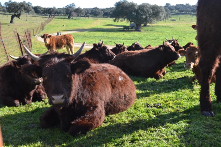 Ganaderia Hermanos Sayago Cordon 03