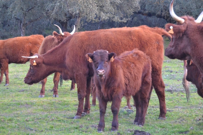 Ganaderia Hermanos Sayago Cordon 04