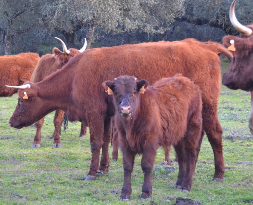 Ganaderia Hermanos Sayago Cordon 04