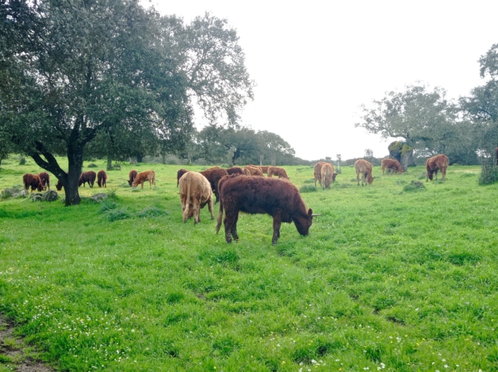 Ganaderia Hermanos Sayago Cordon 05