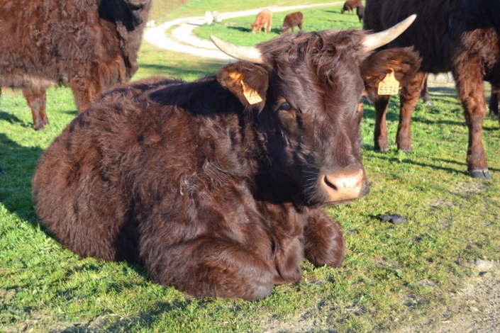 Ganaderia Hermanos Sayago Cordon 06
