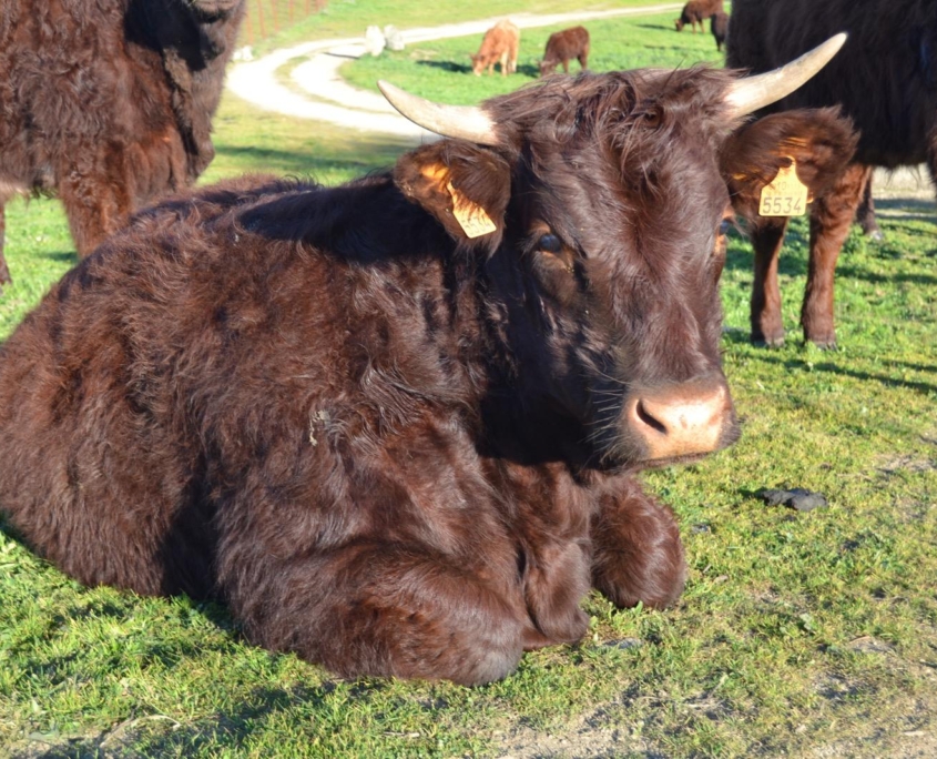 Ganaderia Hermanos Sayago Cordon 06