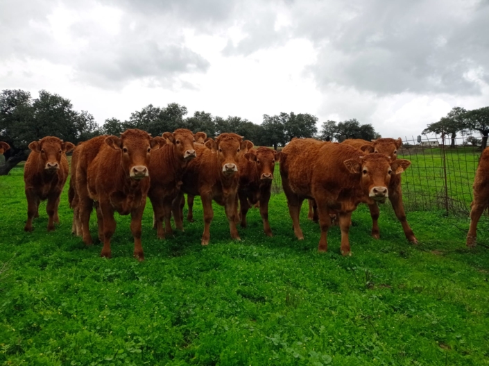 Ganaderia Hermanos Sayago Cordon 07