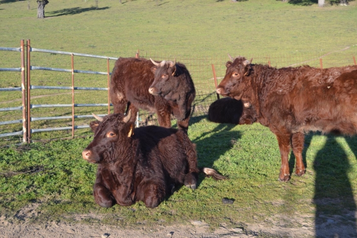 Ganaderia Hermanos Sayago Cordon 08