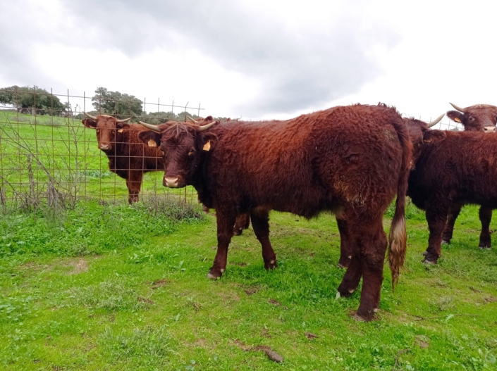 Ganaderia Hermanos Sayago Cordon 09