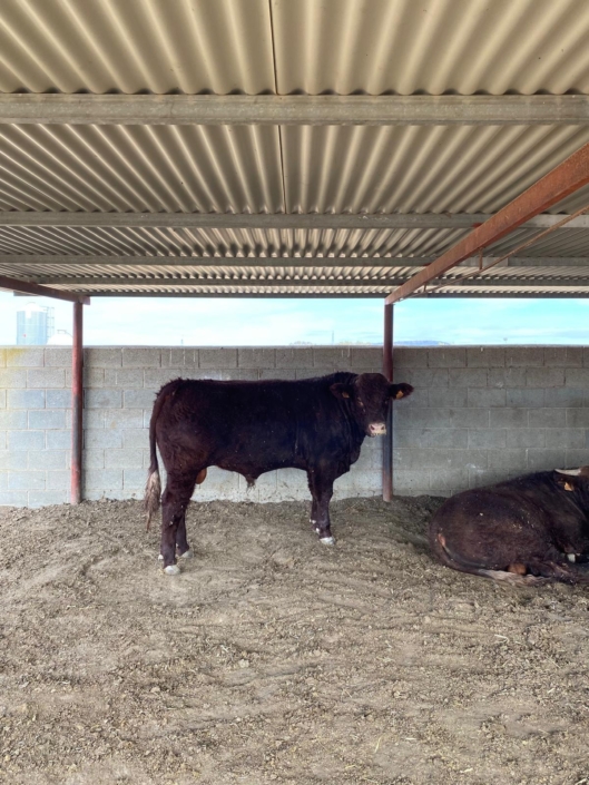 Ganaderia Hermanos Sayago Cordon 10