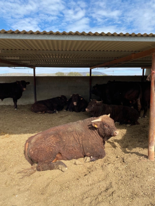 Ganaderia Hermanos Sayago Cordon 11