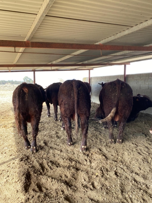 Ganaderia Hermanos Sayago Cordon 12