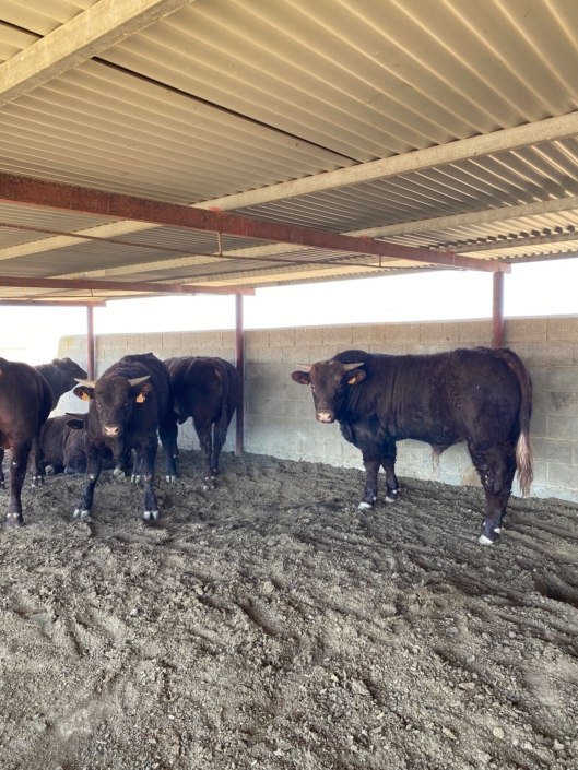 Ganaderia Hermanos Sayago Cordon 13