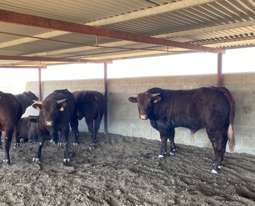 Ganaderia Hermanos Sayago Cordon 13