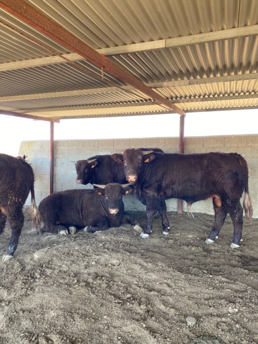 Ganaderia Hermanos Sayago Cordon 14