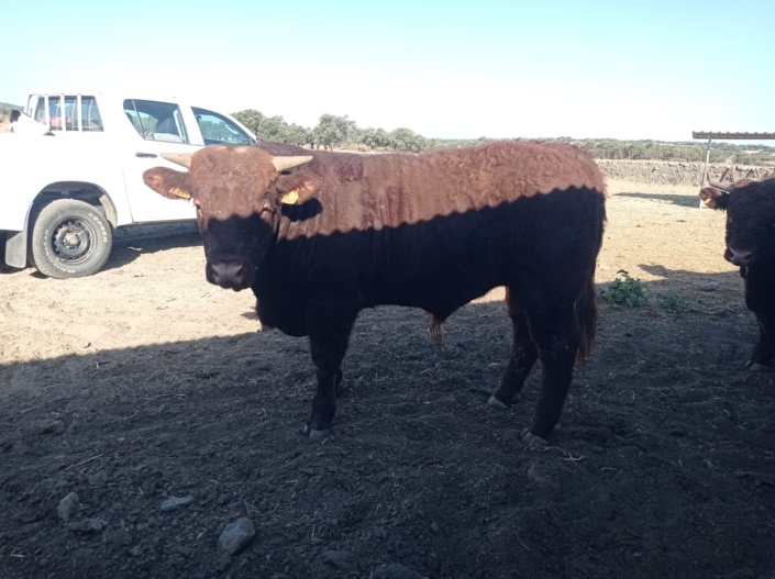 Ganaderia Hermanos Sayago Cordon 15