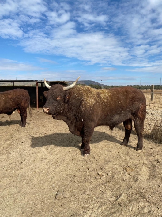 Ganaderia Hermanos Sayago Cordon 16