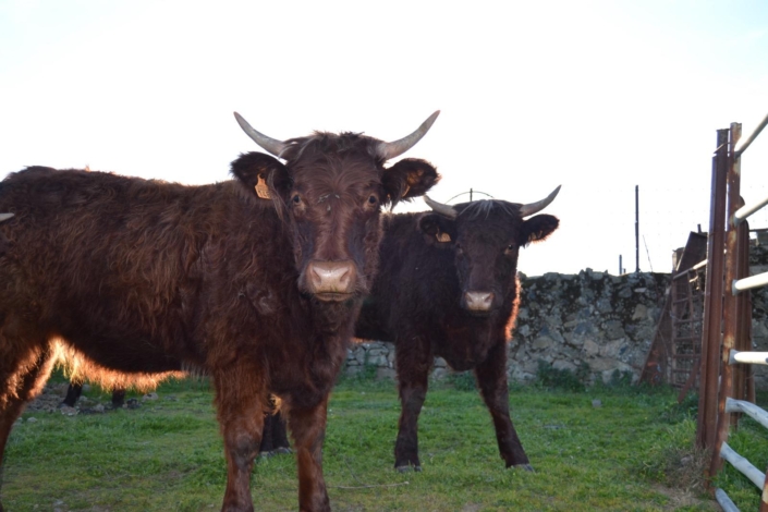 Ganaderia Hermanos Sayago Cordon 17