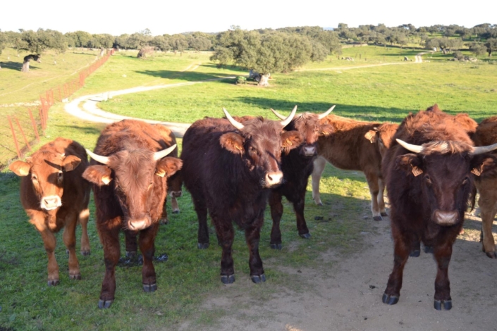 Ganaderia Hermanos Sayago Cordon 18