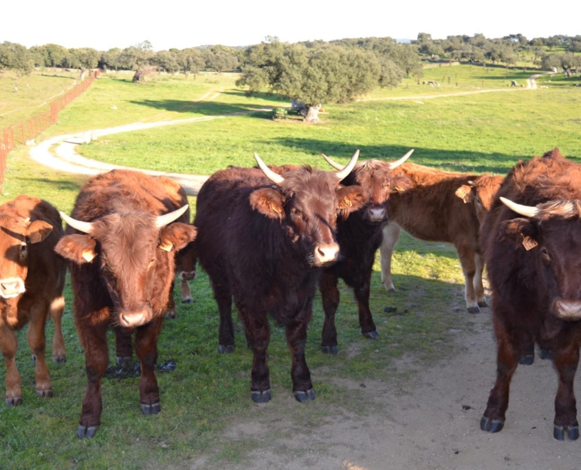 Ganaderia Hermanos Sayago Cordon 18