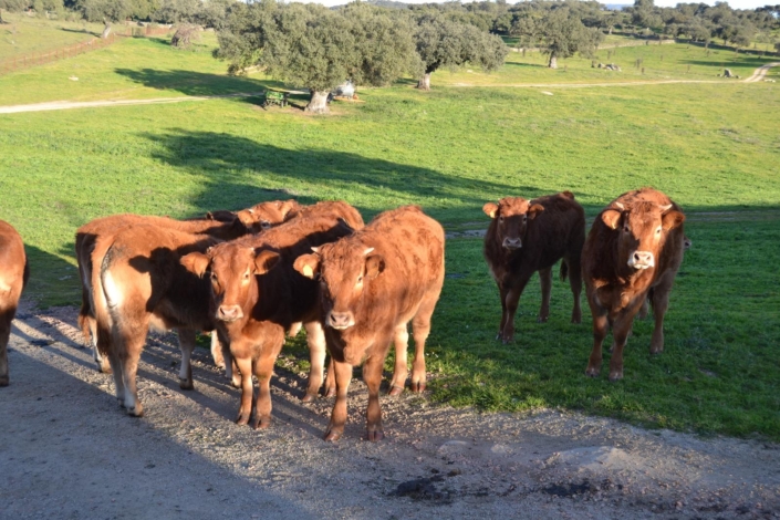 Ganaderia Hermanos Sayago Cordon 20